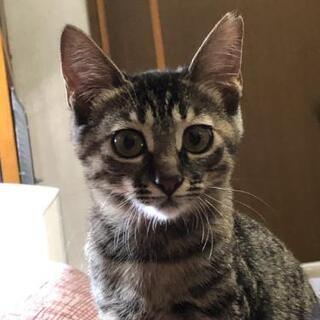 大人しくて甘えん坊です。初めて猫さんを飼う方でも大丈夫！オリーブ...