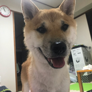 最後まで責任を持っくれる方お願いします