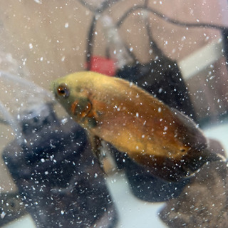 熱帯魚譲ります。