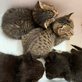 決定致しました生後2週間位確実に育ててくれる方 野良猫赤ちゃん