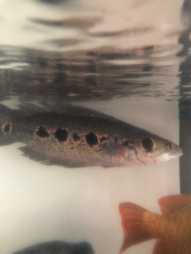 ※発送可能 フラワートーマン 約40cm