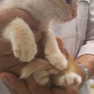 生後約２ヶ月の子猫たちです。