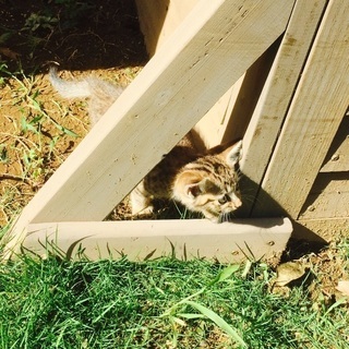 子猫の里親 急募‼️