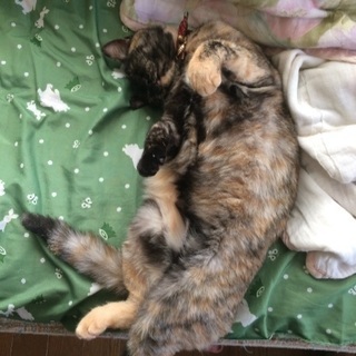 野性的な2歳メス猫