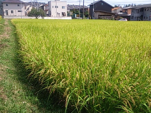 2018年産のお米（玄米30kg）、除草剤以外の農薬は一切不使用、冷蔵保存、引き取り・コイン精米利用者限定、残り2袋です