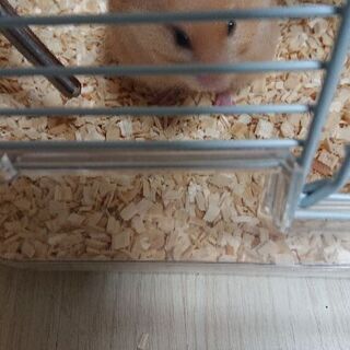 ゴールデンハムスター🐹ロングヘアー サテン