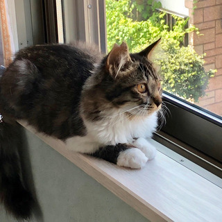 【募集停止】子猫4兄妹のキジシロ女の子