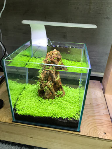 小型水草水槽 照明付き  20cmキューブ 10kg程度