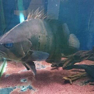 値下げ！ダトニオプラスワン