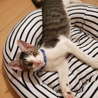 ☆わんぱくで甘えた兄弟☆