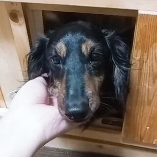 ダックスの黒です!!