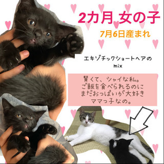 再募集です。成猫２匹、子猫２匹