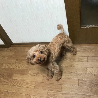 トイプードル 5歳 オス