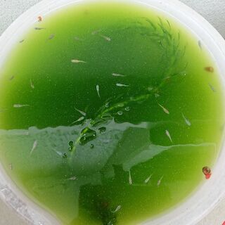 【決まりました！ありがとうございました】mixメダカの稚魚 20...