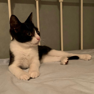 【募集停止】子猫4兄妹のハチワレ男の子