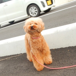 犬友さん募集【広島・山陰あたり】