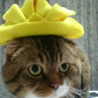 決まりそうです　問い合わせや投稿をみていただきありがとうございました