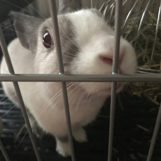 うさぎ二羽の引き取り手を探しています