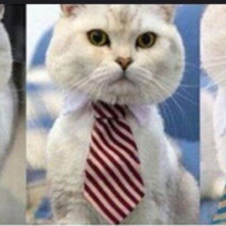 新品 犬 猫 ネクタイ ストライプ スーツ 服 衣装の画像