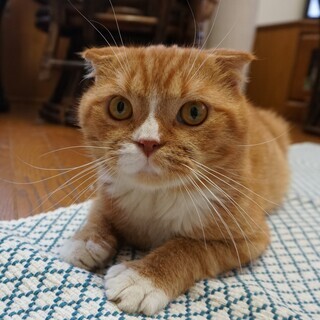 推定３歳の男の子　スコティッシュフォールド？