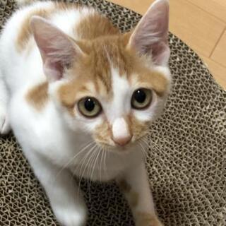 3.5か月去勢手術済み茶白🐱の男の子里親様決定