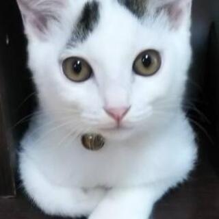 3,5ヶ月去勢手術済み白ｷｼﾞ😺の男の子里親様決定