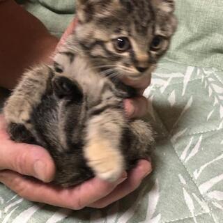 生後１ヶ月半の仔猫をもらって下さい