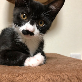 おひげがチャームポイントの子猫ちゃん