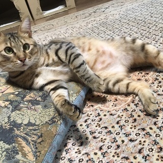 ２歳位のとっても人懐こくて甘えん坊なオスです！（1頭飼い向き）