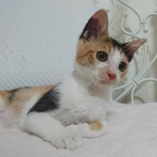 【トライアル決定】三毛猫の女の子♡