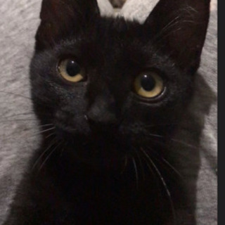 【里親さま決定】甘えん坊の黒猫の男の子☆推定４ヶ月