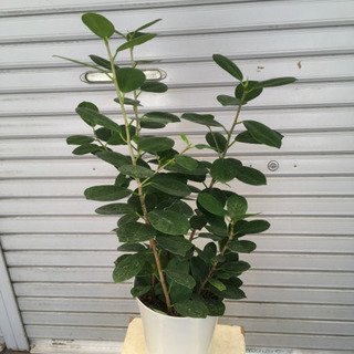 観葉植物 パンダガジュマル