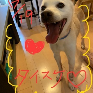 たいすけ、譲渡決定！