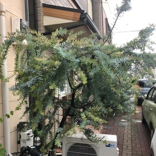 ミモザの木