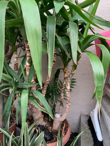 家を守る観賞葉ぱ