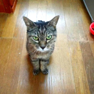 コワモテなのに、超甘えん坊のギャップ。おとなしい癒し系成猫