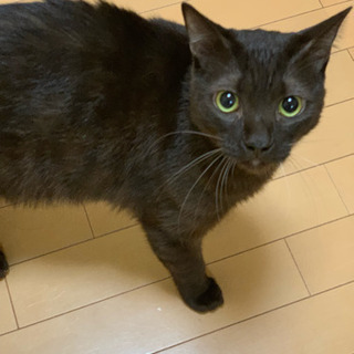 去勢済みオス猫兄弟(1歳) Neutered cats for ...