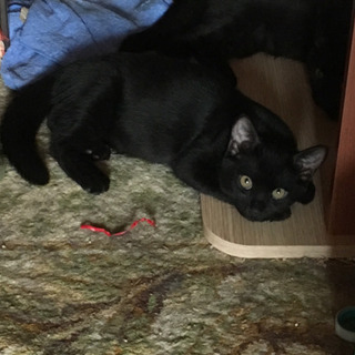 野生的なクロ猫たち
