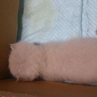 生後2週から3週の子猫