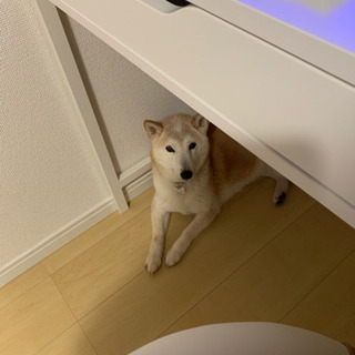 うちの子が癌で長くありません。