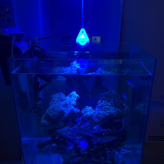 ※水槽セット→バラ売り
