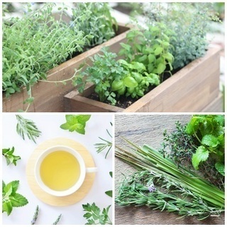 こんなに簡単！ナチュラルライフ～ハーブの寄せ植え～