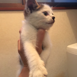 生後１ヶ月程の子猫です。