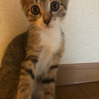 ☆雌☆キジトラ☆4ヶ月☆里親様募集☆