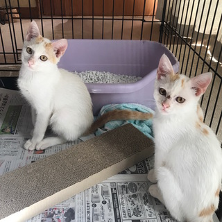 生後４ヶ月の子猫（♂２匹）の里親さんを募集しています！★おうちが...