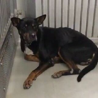 譲渡になりました　🐾あ　りがとうございました🐶 − 山口県