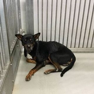 譲渡になりました　🐾あ　りがとうございました🐶 - 里親募集