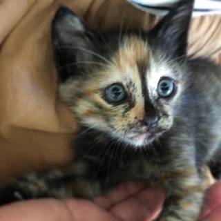 生後1ヶ月半の子猫の里親さんを募集しています