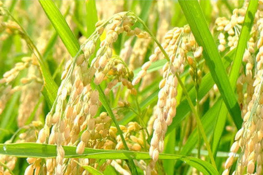 残りわずか!!最安値です!!★令和元年度 新米 玄米30キロ★名水「ていれぎの水」高井産あきたこまち