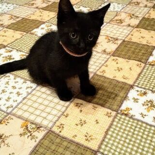 里親様が決まりました。膝で寝たがる黒猫ちゃん。オス。２ヶ月くらい。